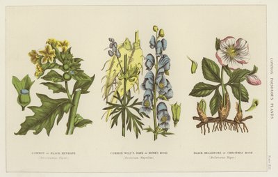 Common poisonous plants by English School