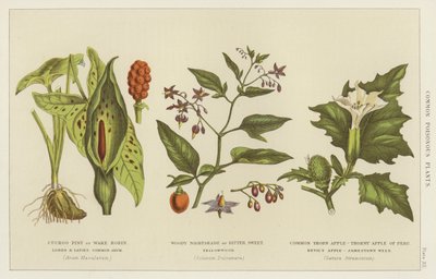 Common Poisonous Plants by English School