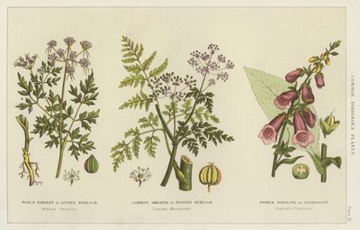 Common Poisonous Plants by English School