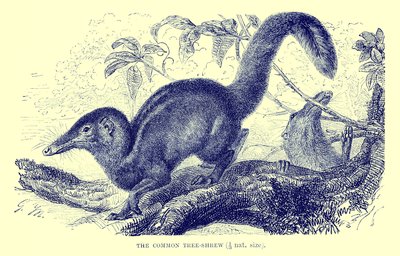 Common Tree-Shrew, Illustration from 
