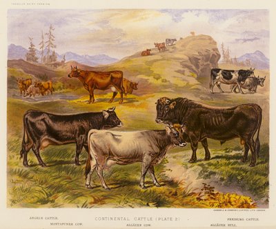Continental Cattle by English School