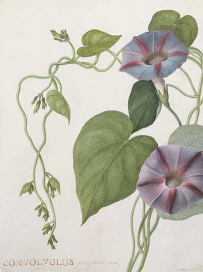 Convolvulus Purpurus by English School