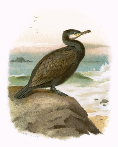 Cormorant by English School
