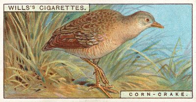 Corn Crake by English School