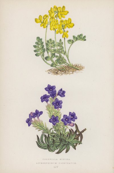 Coronilla Minima; Lithospermum Prostratum by English School