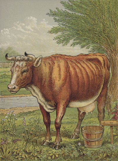 Cow by English School