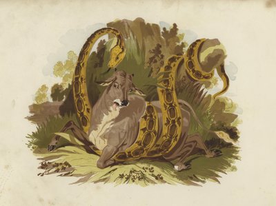 Cow Being Squeezed by Serpent by English School