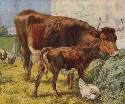 Cow, calf and chickens by English School