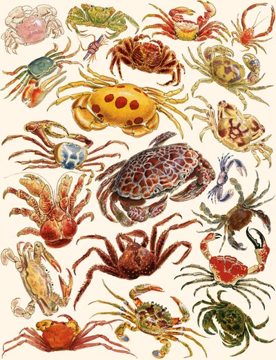 Crabs by English School