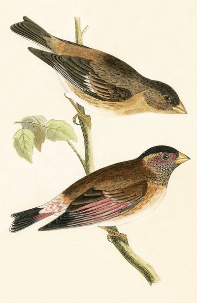 Crimson Winged Grosbeak, illustration from 