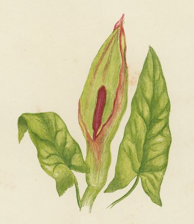 Cuckoo Pint, Arum Maculatum by English School