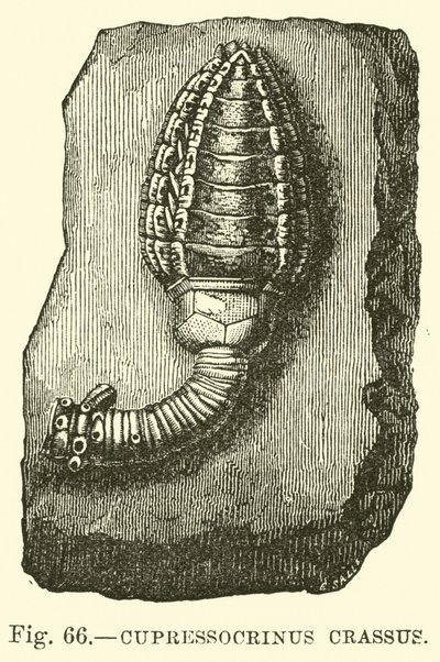 Cupressocrinus Crassus by English School