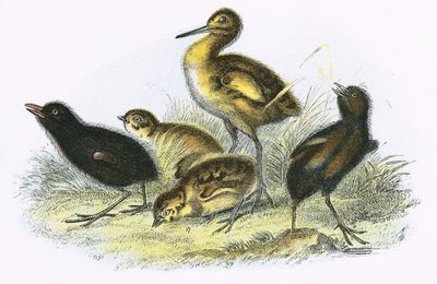 Curlew, Land Rail, Partridge and Moor Hen by English School