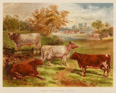 Dairy Shorthorn Cattle by English School