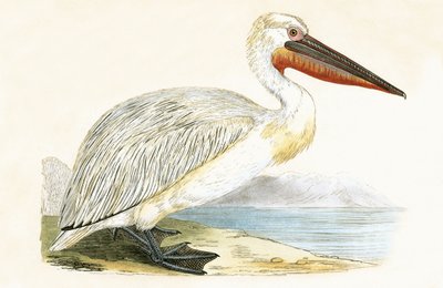 Dalmatian Pelican, illustration from 