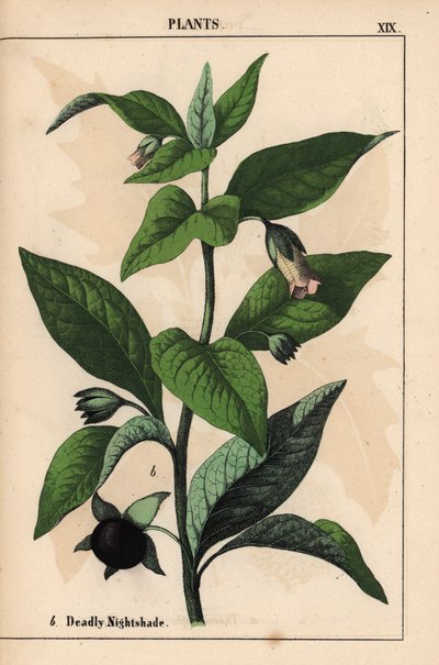 Deadly nightshade, from 