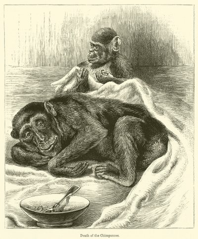 Death of the Chimpanzee by English School