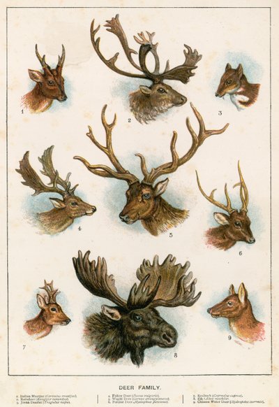 Deer Family by English School