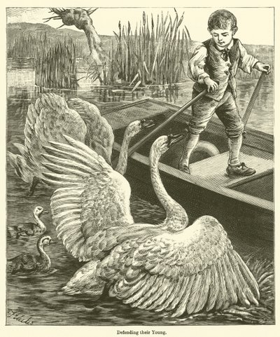 Defending Their Young by English School