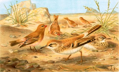 Desert Finch and Desert Lark by English School