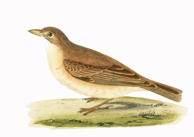 Desert Lark, illustration from 