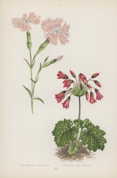 Dianthus Gallicus; Cortusa Matthioli by English School