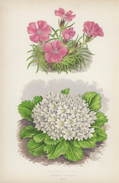 Dianthus Glacialis; Primula Nivalis by English School