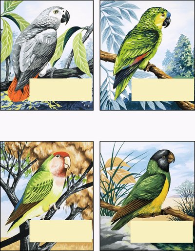 Different Kinds of Parrot by English School