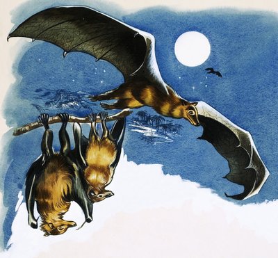 Different Species of Bat by English School