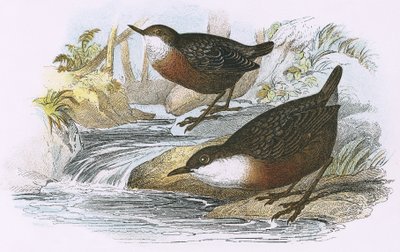 Dipper by English School