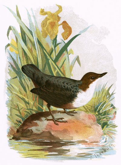 Dipper by English School