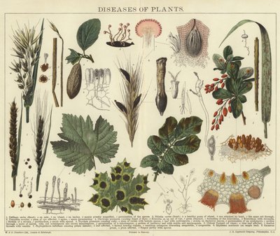 Diseases of plants by English School