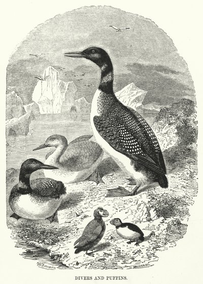 Divers and Puffins (engraving) by English School