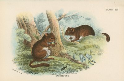Dormouse by English School