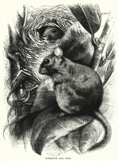 Dormouse and Nest by English School