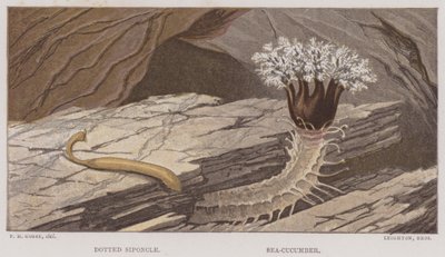 Dotted Siponcle, Sea-Cucumber by English School