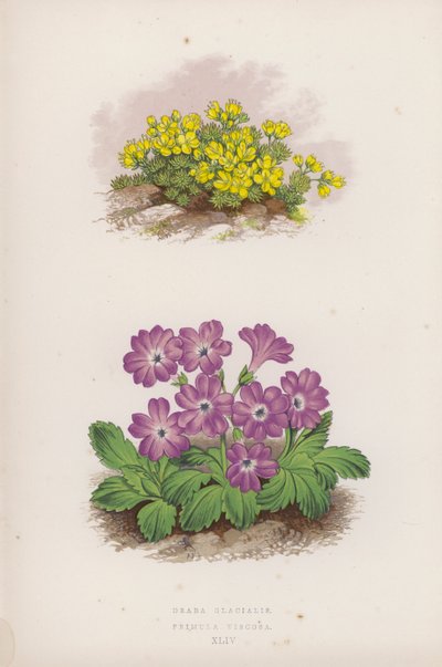 Draba Glacialis; Primula Viscosa by English School