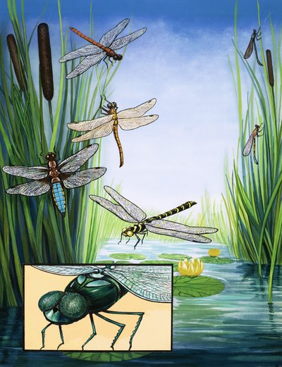 Dragonflies by English School