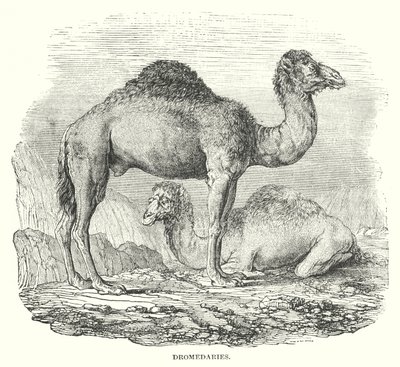 Dromedaries by English School