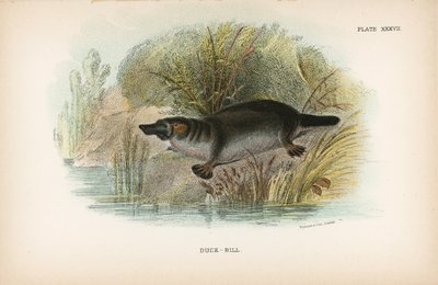 Duck-Bill by English School