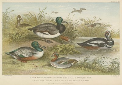 Ducks by English School