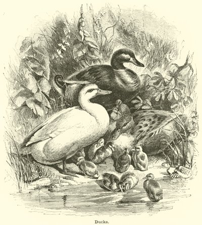 Ducks by English School