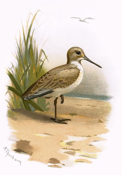 Dunlin by English School