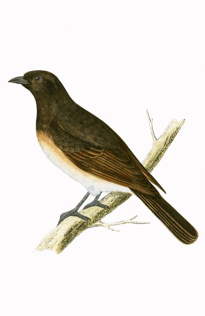 Dusky Ixos, illustration from 
