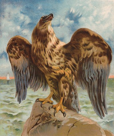Eagle by English School