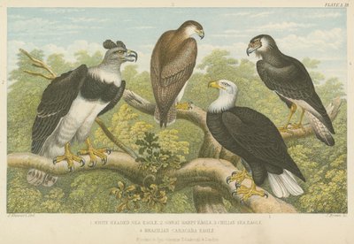 Eagles by English School
