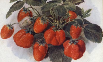 Early Strawberry, 