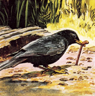 Early bird catches the worm by English School