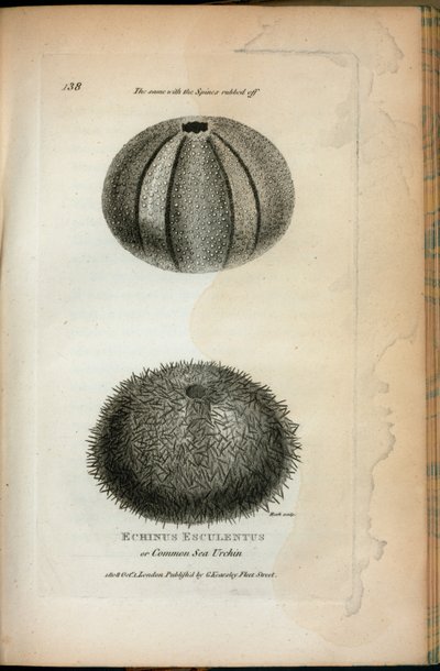 Echinus Esculentus or Common Sea Urchin; The Same with the Spines Rubbed Off. From 