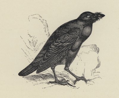 Edgar Allan Poe, The Raven (engraving) by English School